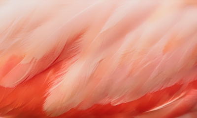 American Flamingo Feather Detail